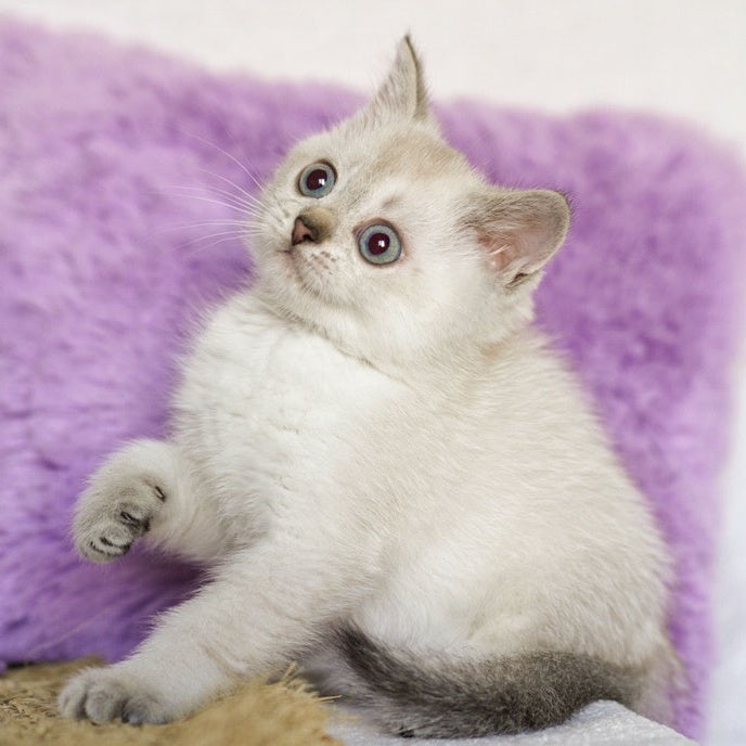 Uiliam Scottish Straight male, black ticked tabby pointed