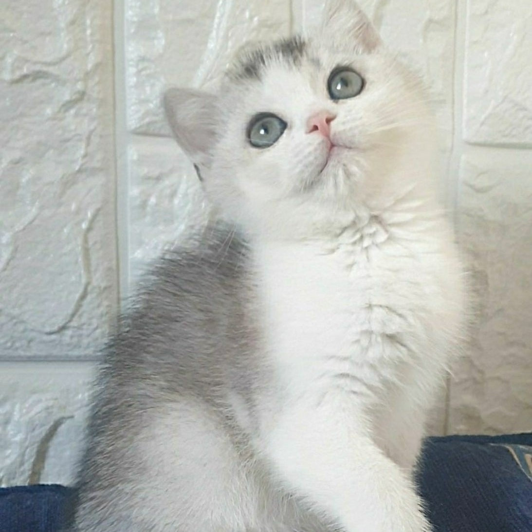 Poll British Shorthair male, black silver ticked tabby bicolour