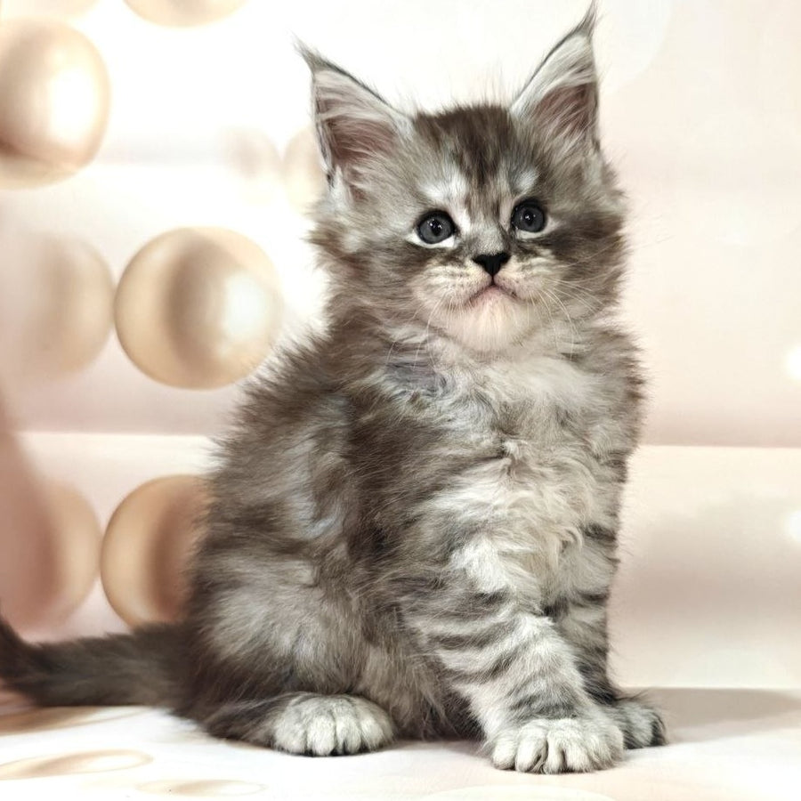 Favourite Maine Coon polydactyl 6x6x6x6 male, black silver ticked tabby