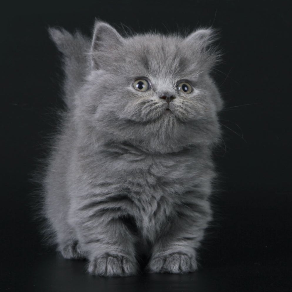 Waldoon Munchkin male, blue