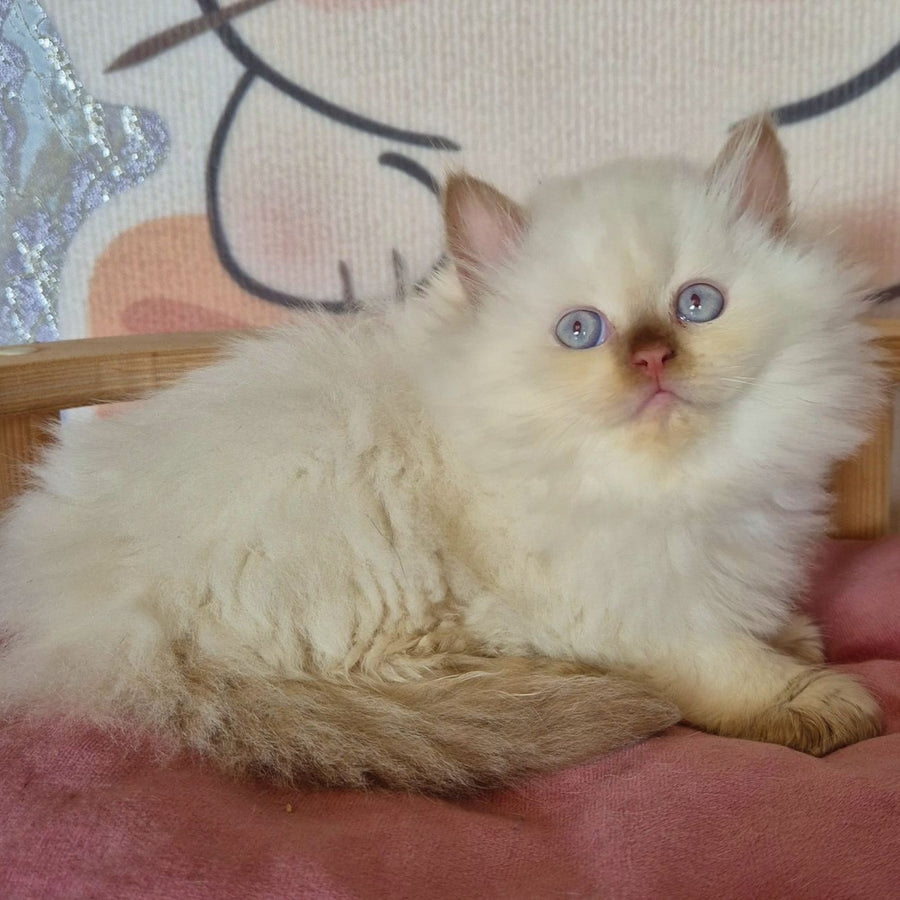 Damir British Longhair male, chocolate golden shaded pointed