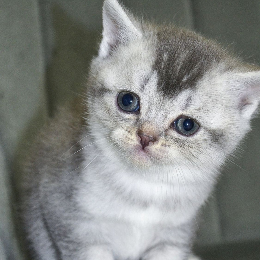 Anet Scottish Straight female, blue silver ticked tabby