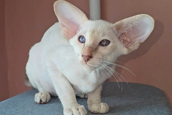 Martin Siamese male lilac - live animals