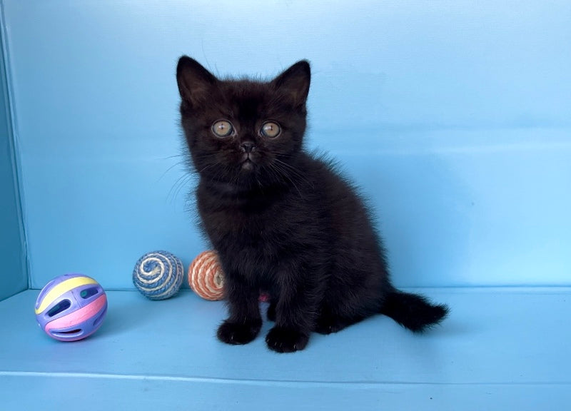 Wex British Shorthair male black - live animals