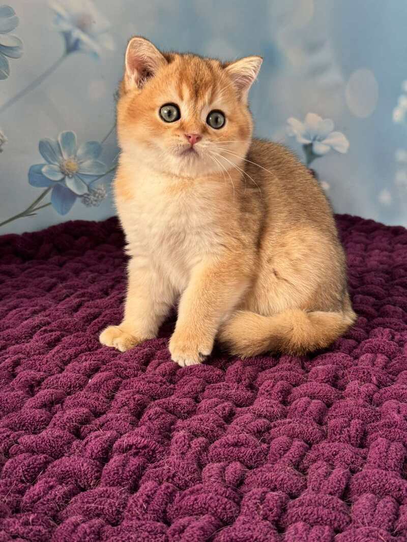 Fox Scottish Straight male, black golden shaded