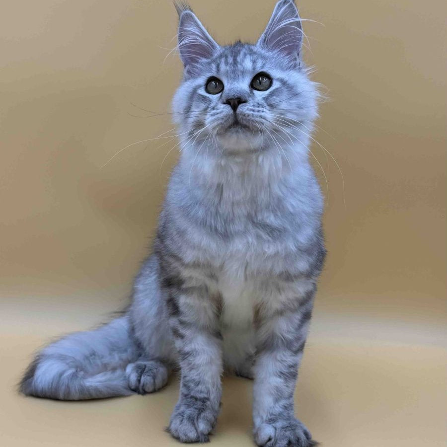 Marcel Maine Coon male, black silver spotted tabby