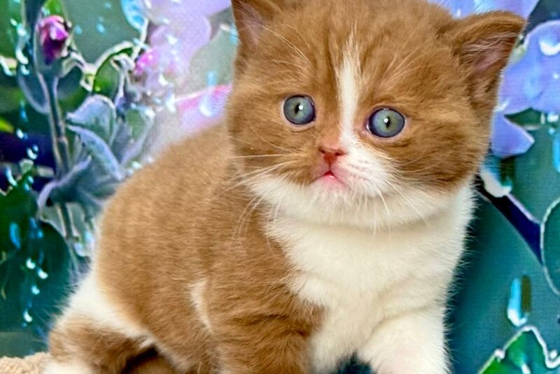 Gin British Shorthair male cinnamon bicolour - live animals