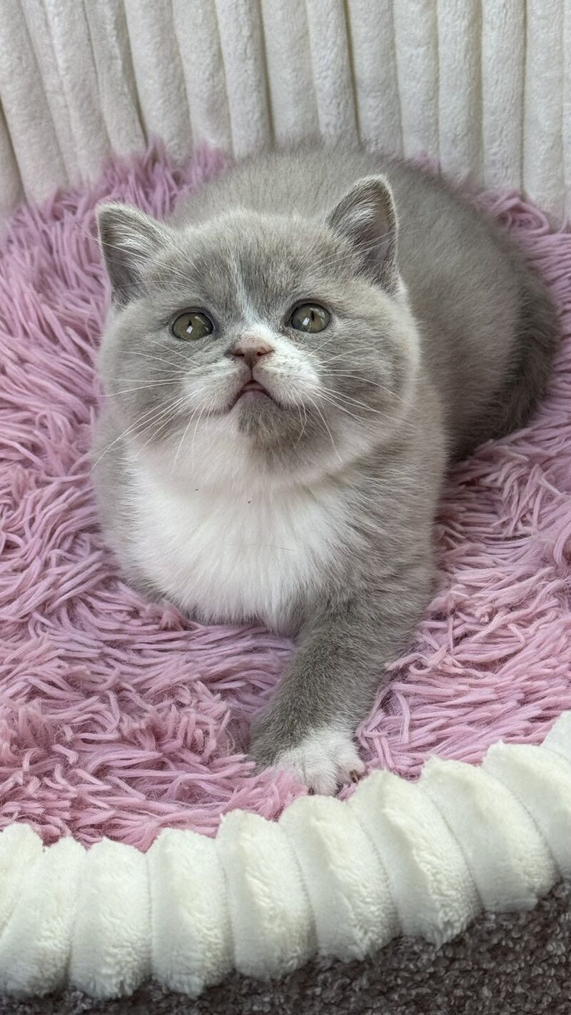 Baby Scottish Straight female, lilac bicolour