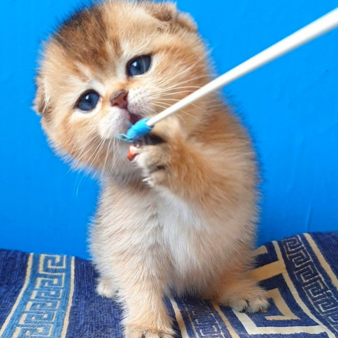 Kristina Scottish Fold female, black golden shaded