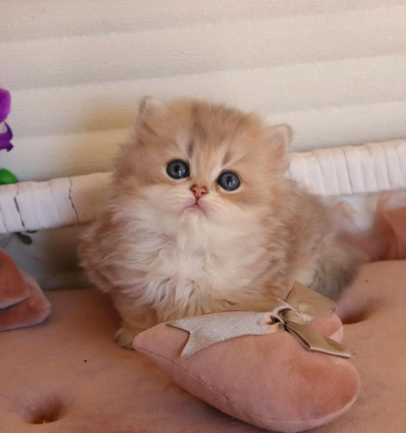 Marchello British Longhair male blue golden shaded - live animals