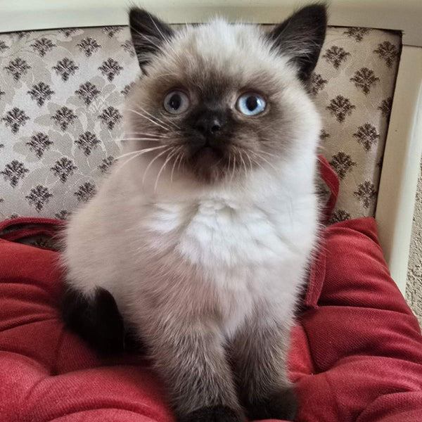 Freya Scottish Straight female, black pointed
