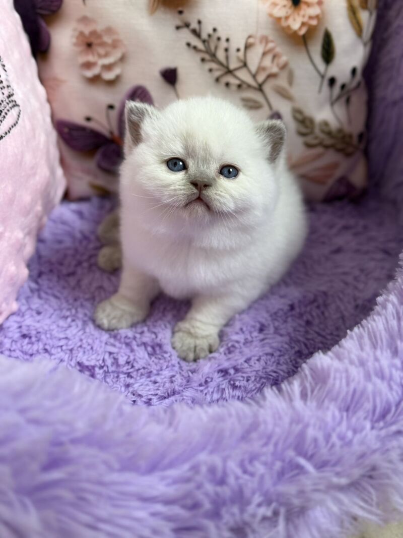 Beauty British Shorthair female fawn pointed - live animals