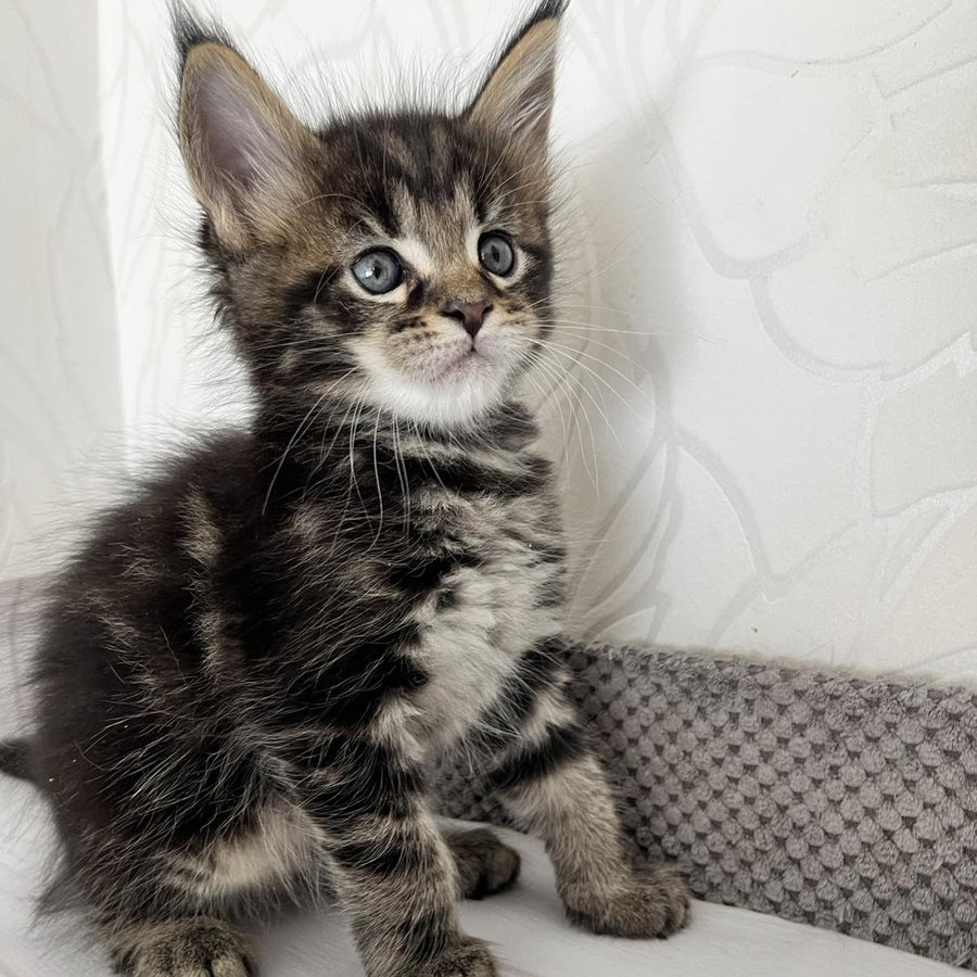 Irbus Maine Coon male, black tabby