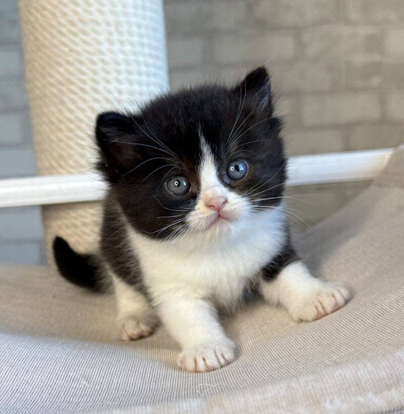 Luntik British Shorthair male, black bicolour