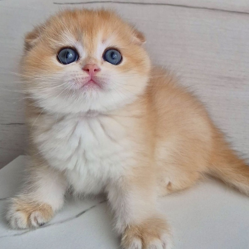 Ballu Scottish Fold male, black golden chinchilla
