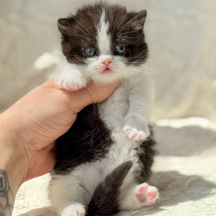 Morgan Munchkin male, black bicolour