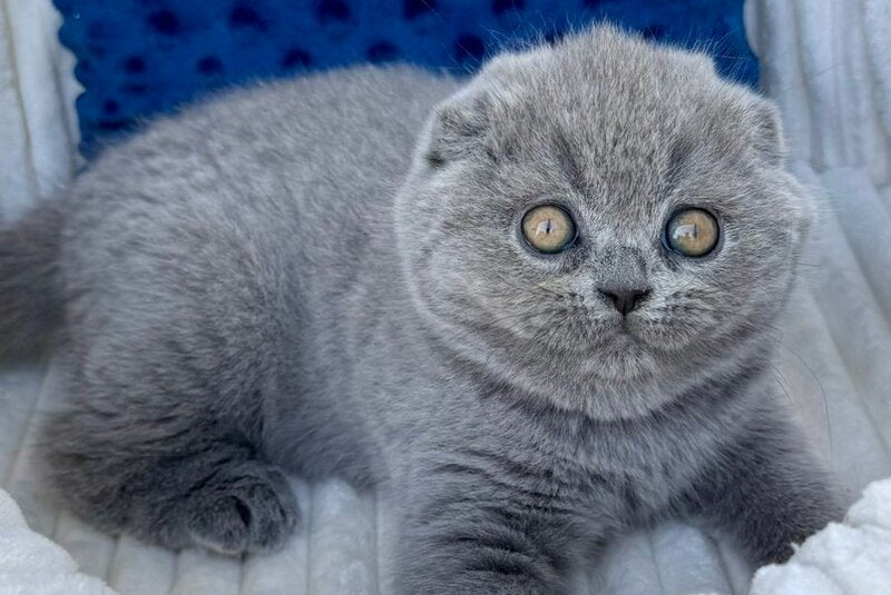 Trevor Scottish Fold male, blue