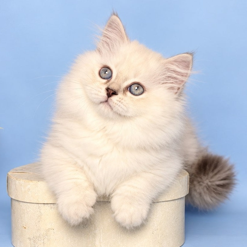 Diana Munchkin female, chocolate silver shaded pointed
