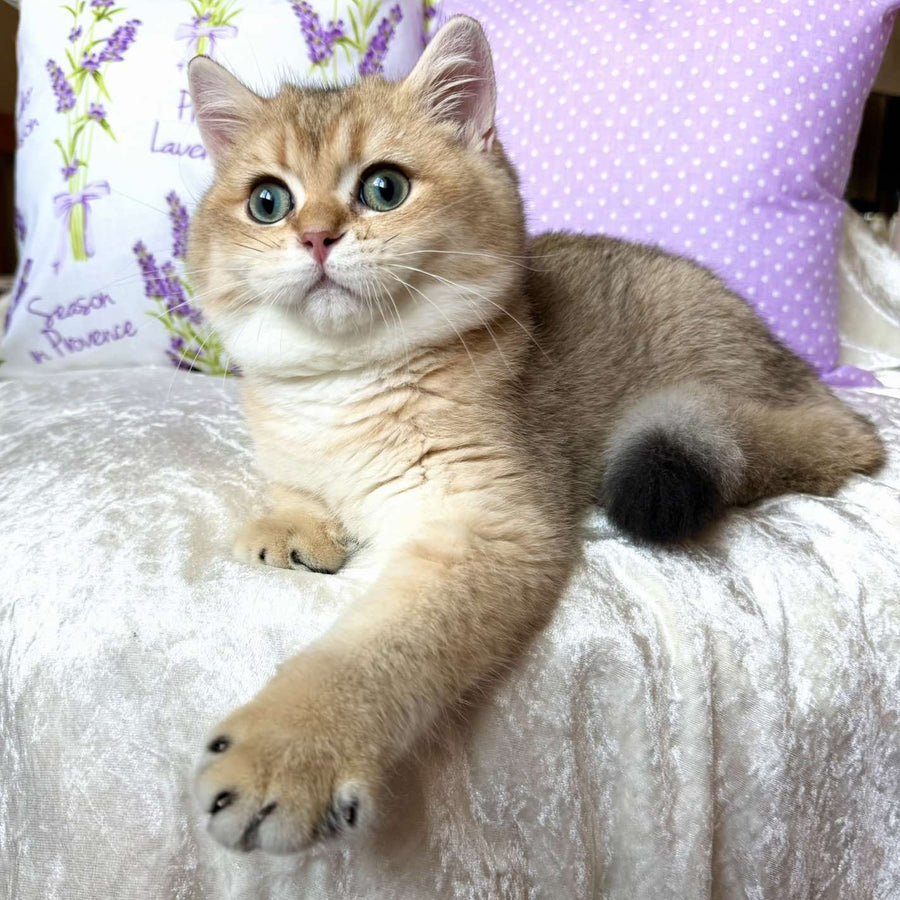 Bruno British Shorthair male, black golden shaded