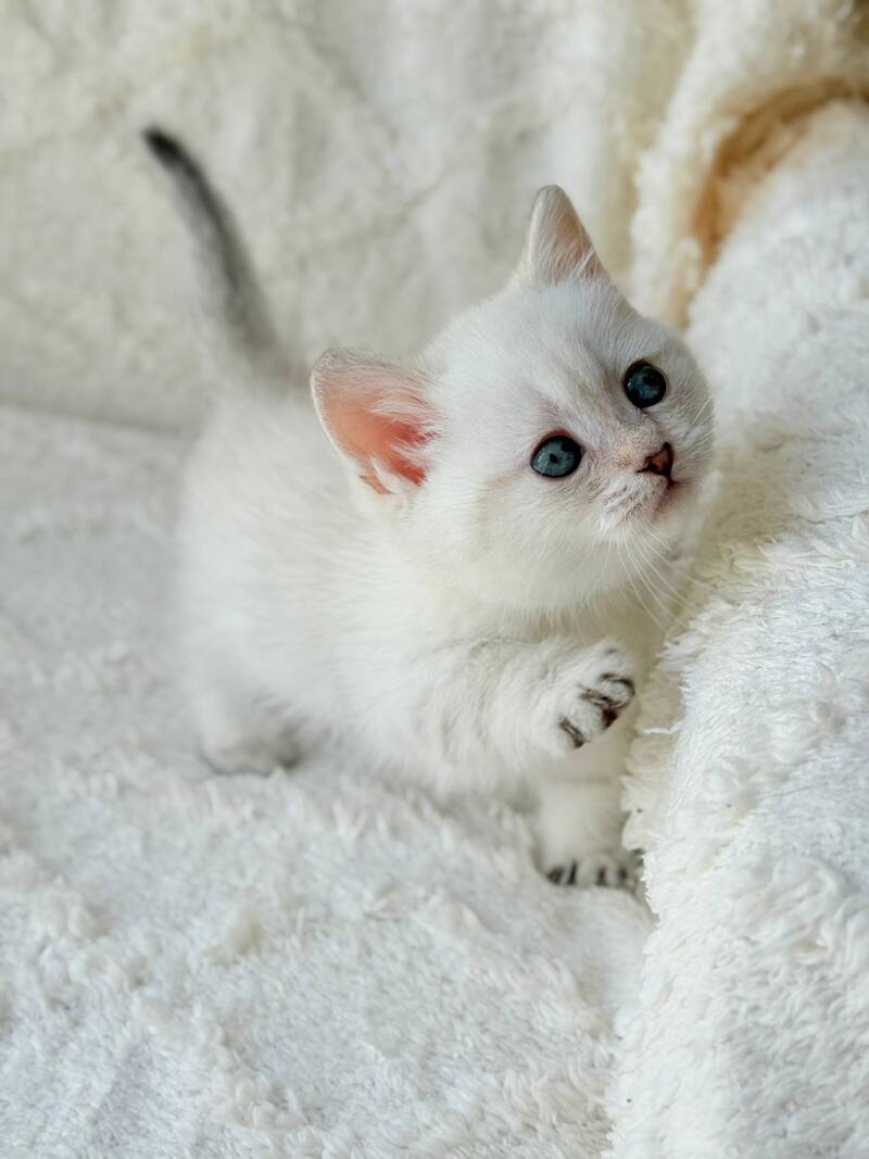 Zoi Munchkin female, black golden shaded pointed