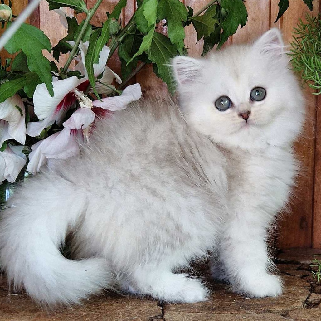 Periel British Longhair female, black silver shaded