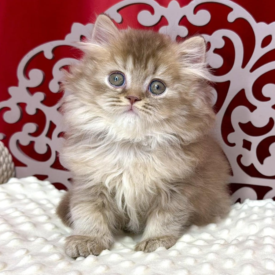 Ervin British Longhair male, cinnamon ticked tabby