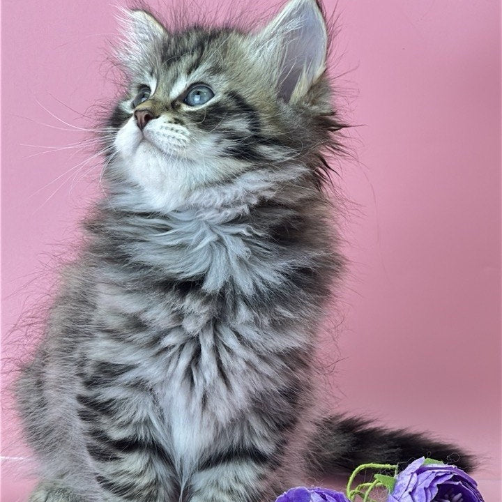 Yaros Siberian male, black tabby