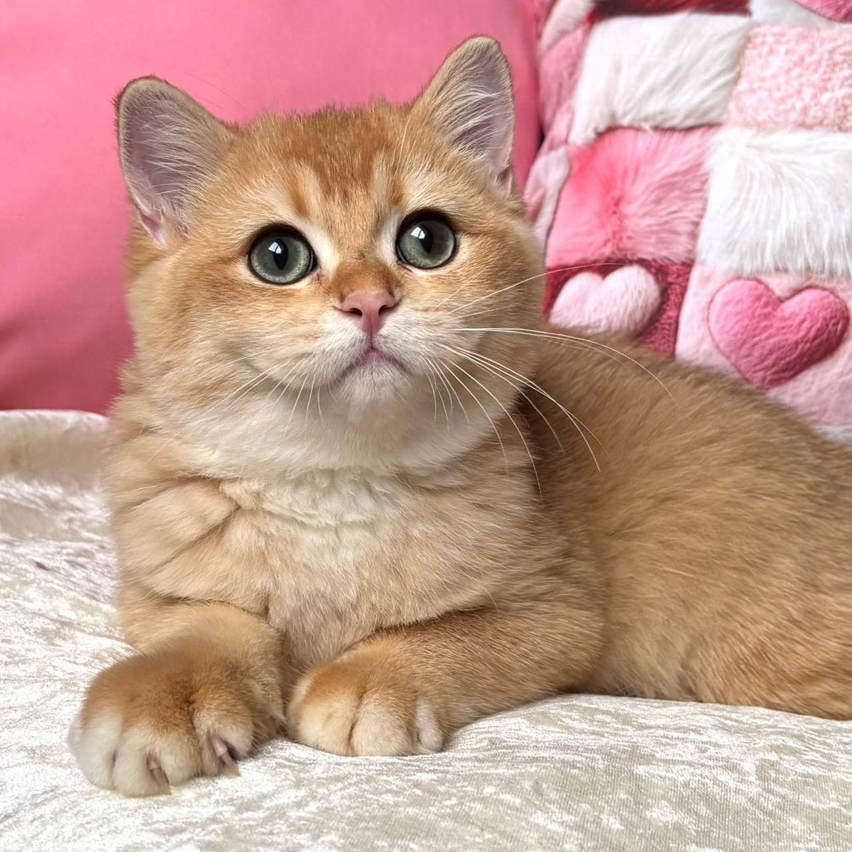 Osman British Shorthair male, black golden chinchilla