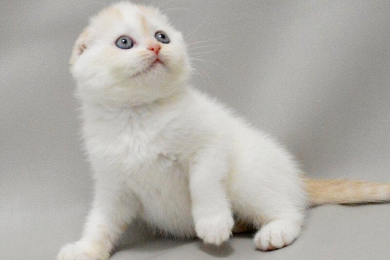 Vanilka Scottish Fold female, red silver tabby bicolour