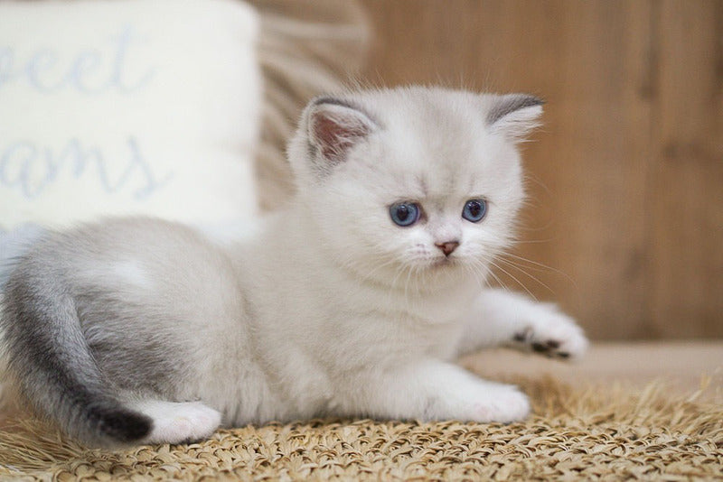 Rikki Scottish Straight male, black shaded pointed bicolour