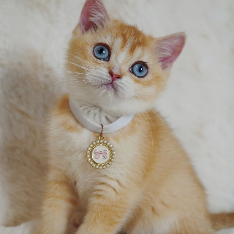 Violet British Shorthair female, chocolate tortie golden chinchilla with white