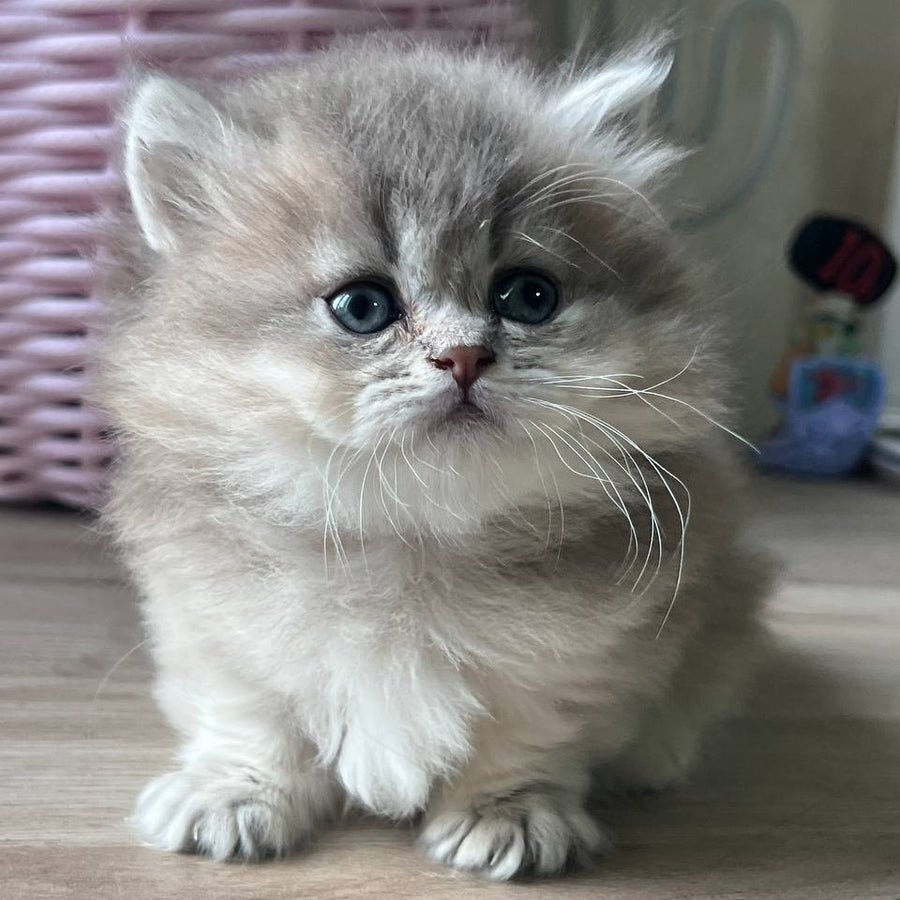 Patrisia Munchkin female, blue golden shaded