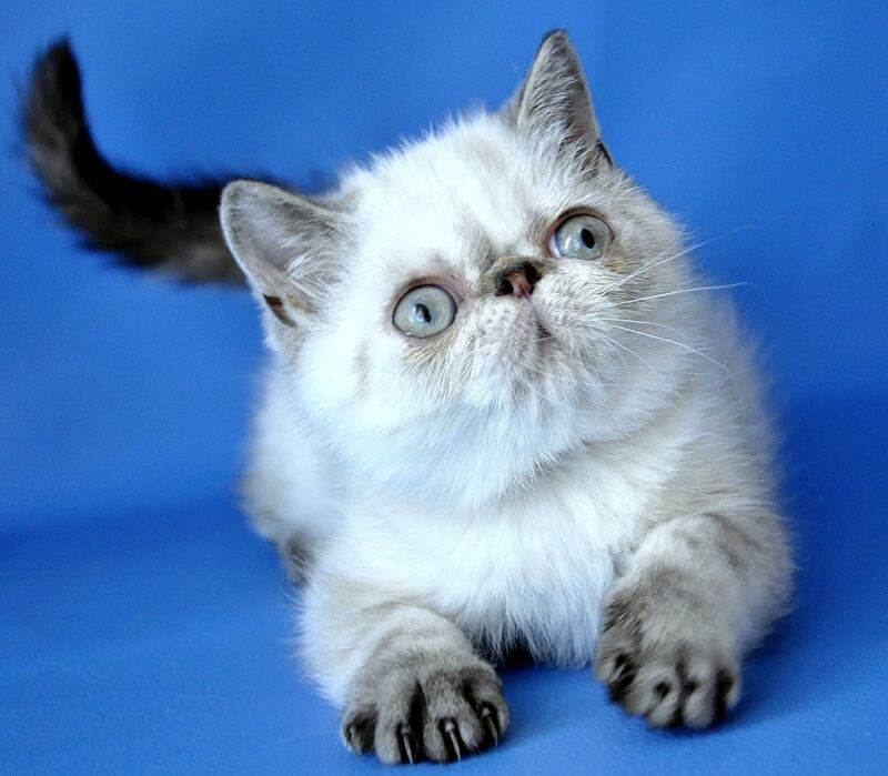 Peni Persian female, blue lynx pointed