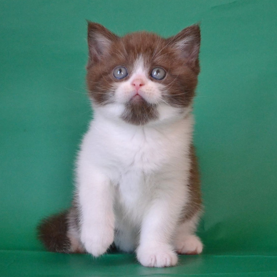 Peter Scottish Straight male, chocolate silver bicolour