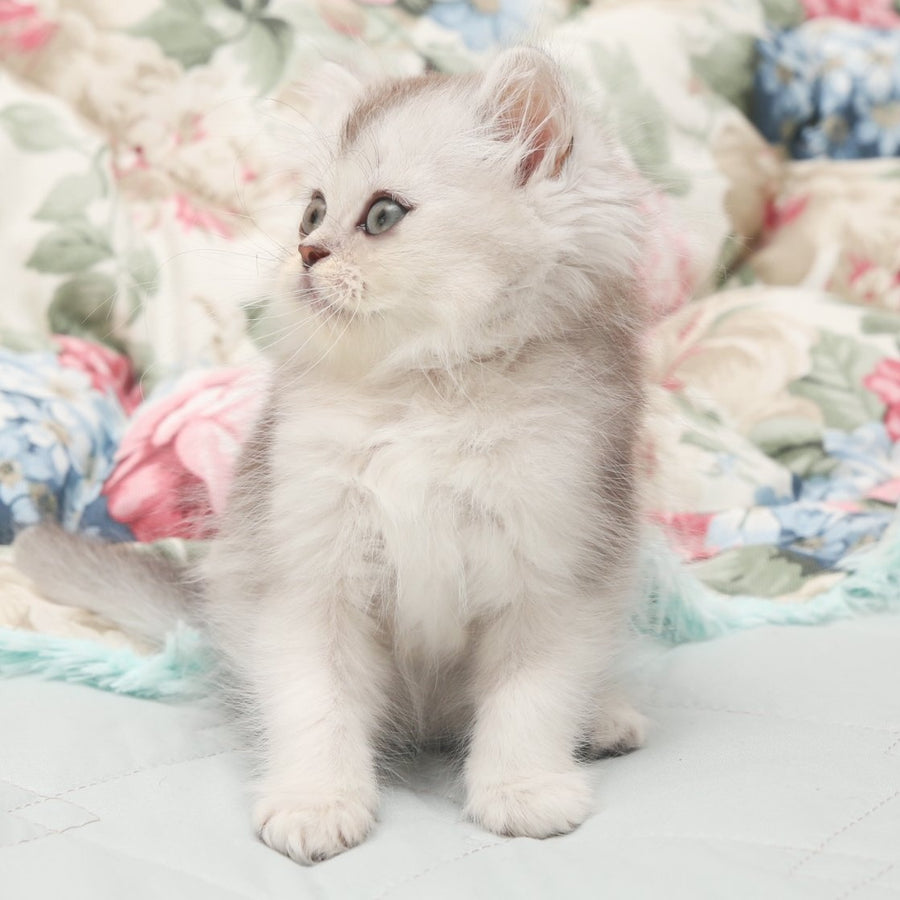 Harry Scottish Straight male, black silver shaded