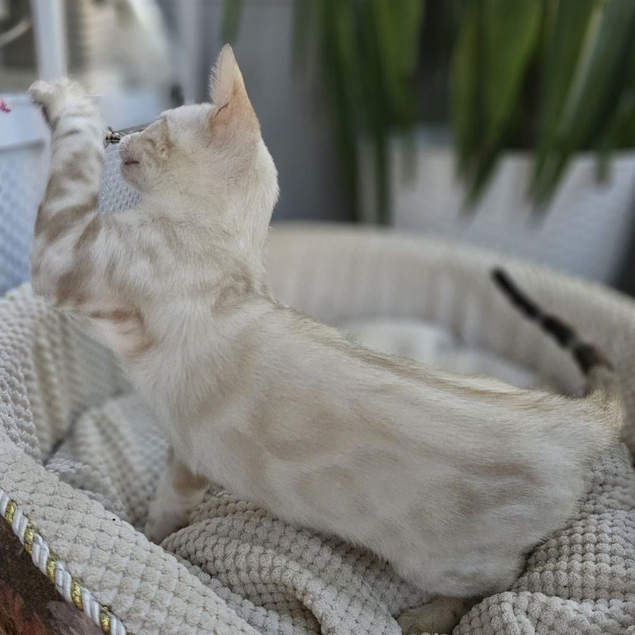 Unique Bengal male, black spotted tabby pointed