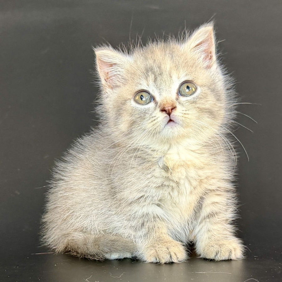 Arrow Munchkin female, blue tortie tabby