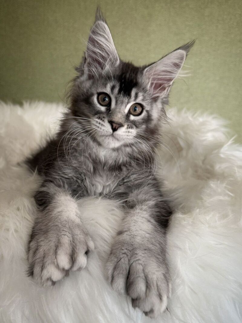Orvel Maine Coon male polydactyl, black silver ticked tabby