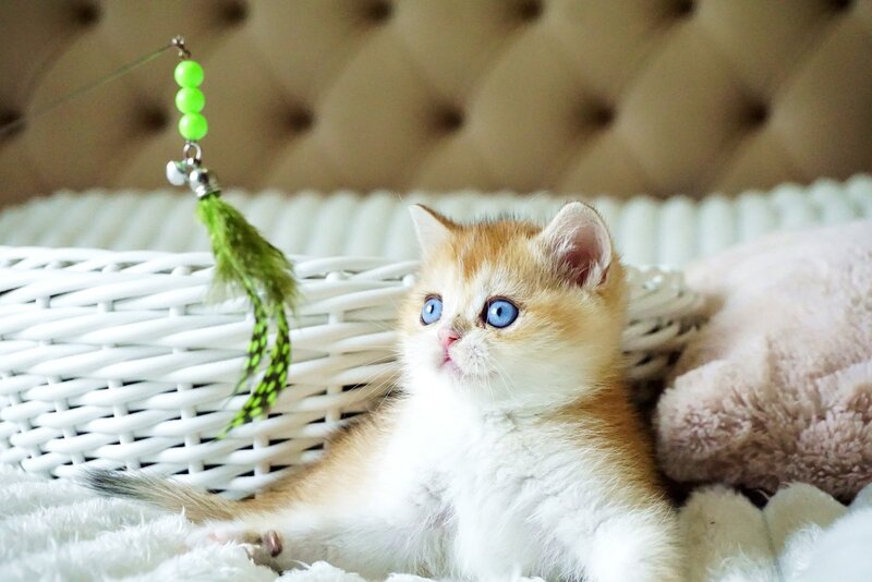 Edwin British Shorthair male, black golden shaded with white