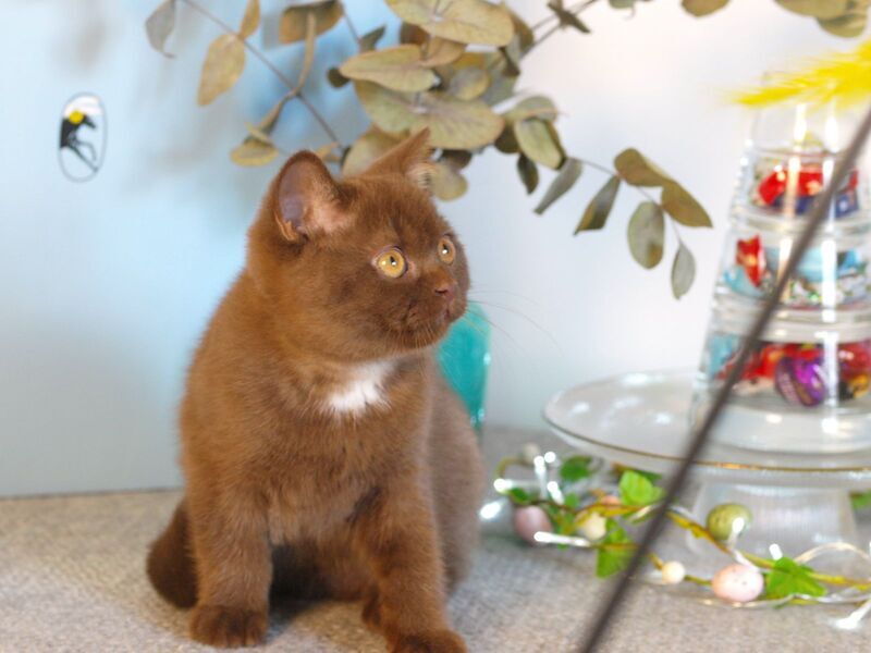Neo British Shorthair male chocolate - live animals