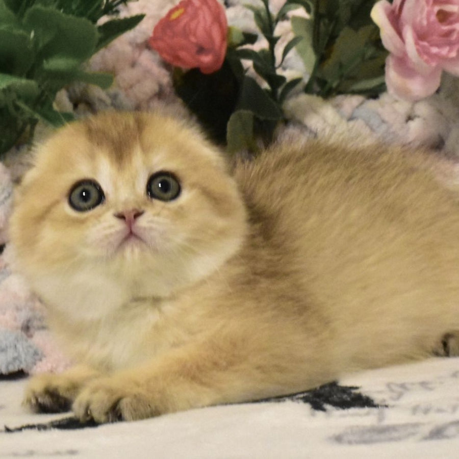 Bonya Scottish Fold female, black golden shaded
