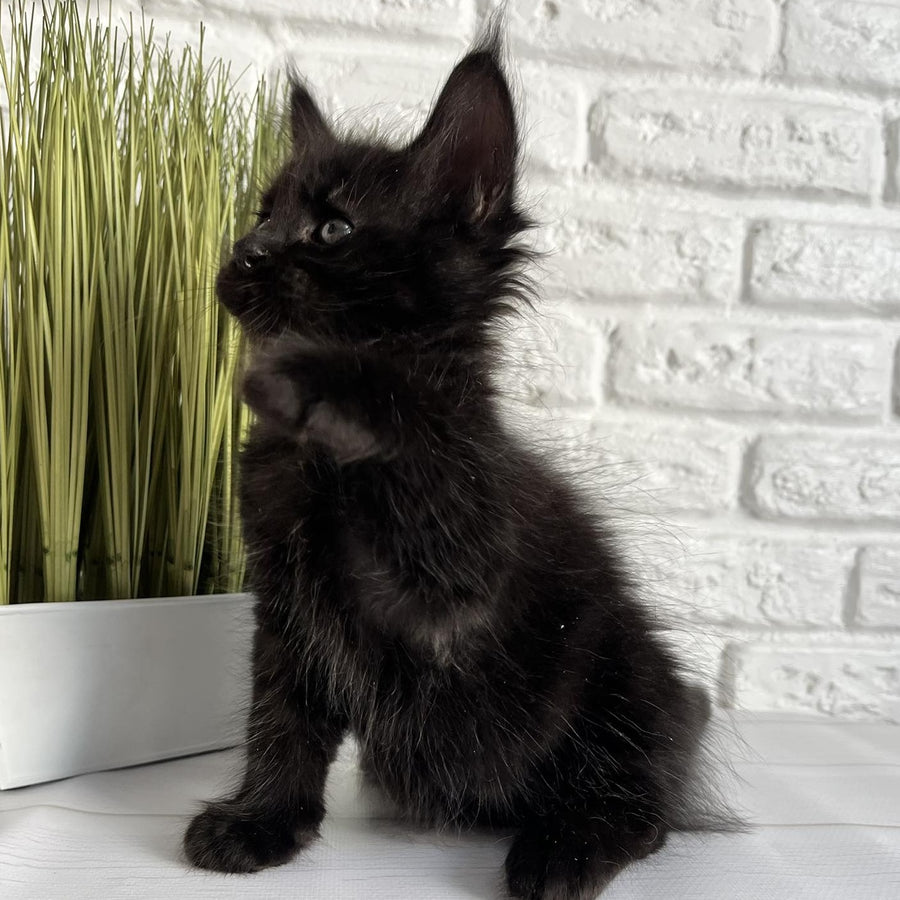 Jasper Maine Coon male, black