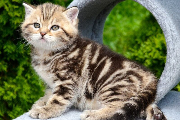 Elisey Scottish Straight male black tabby - live animals