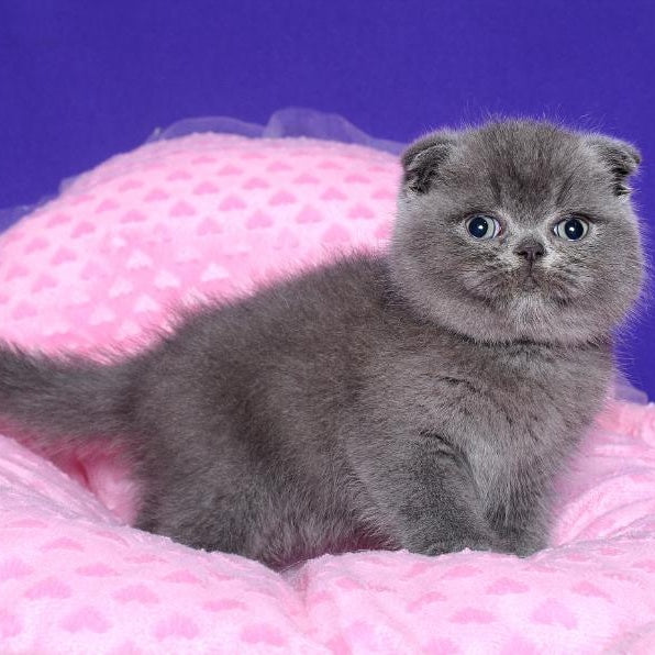 Kolt Scottish Fold male, blue