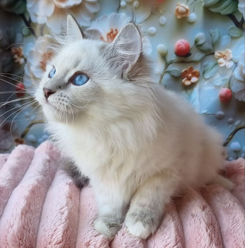 Snowy Siberian female, blue tabby pointed with white