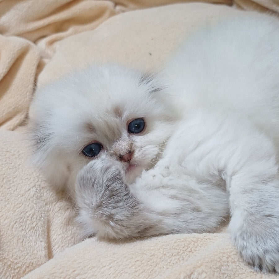 Candy Scottish Fold female, black silver tabby pointed