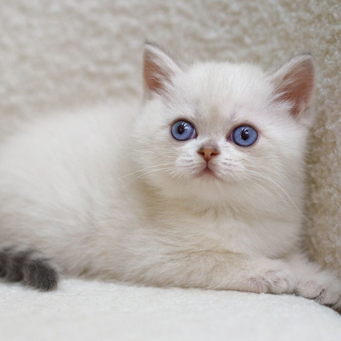 Bi Bi Scottish Straight female, blue tabby pointed