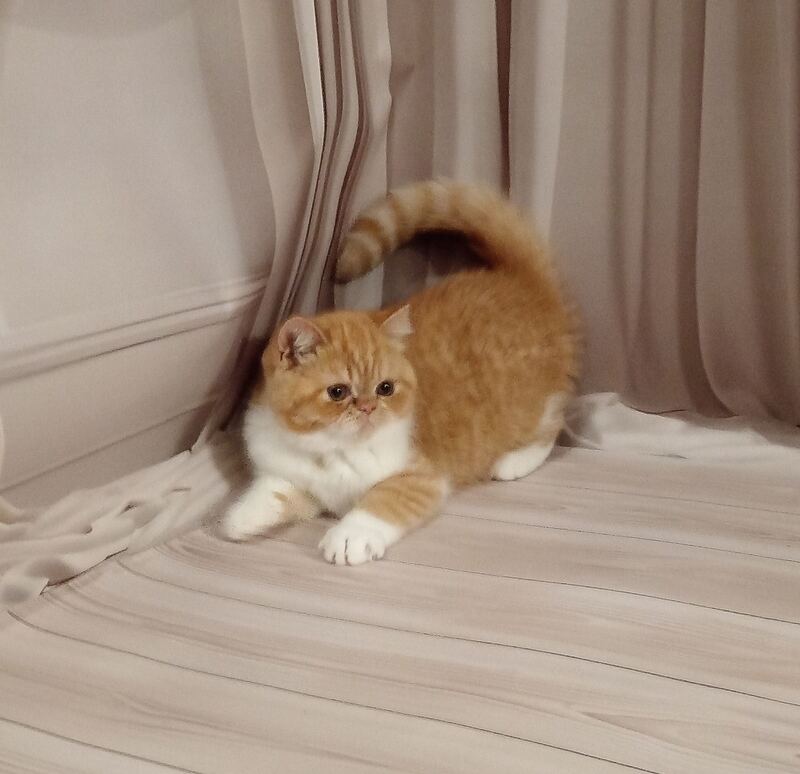 Ida Exotic female, red bicolour