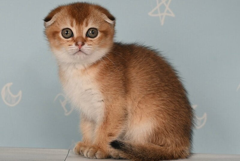 Calypso Scottish Fold female, black golden ticked tabby