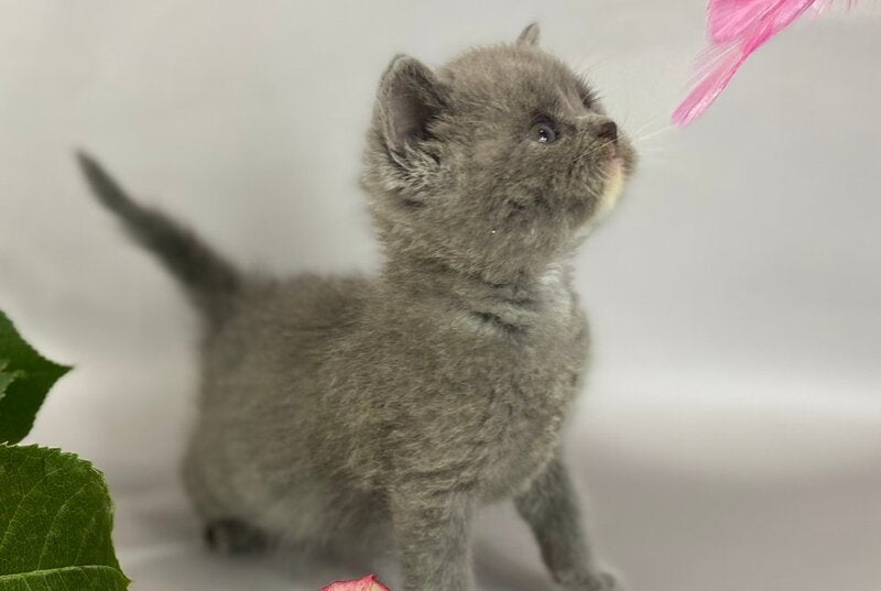 Adel British Shorthair female blue with white - live animals